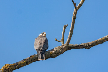 Peregrine Falcon, wildlife bird (Falco peregrinus)