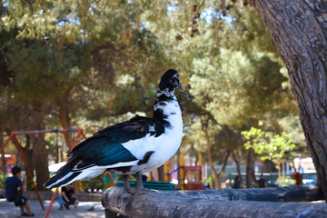 Domestic Muscovy duck (Cairina moschata domestica) on a fence