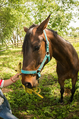 portrait of a girl with a beautiful horse in nature