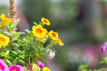 Spring outdoor dense colored morning glory，Pharbitis nil (L.) Choisy