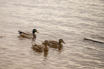 wild ducks swim and bathe in the river