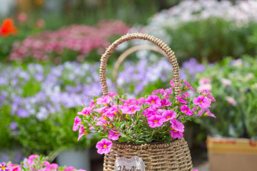 Spring outdoor dense colored morning glory，Pharbitis nil (L.) Choisy