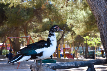 Domestic Muscovy duck (Cairina moschata domestica) on a fence