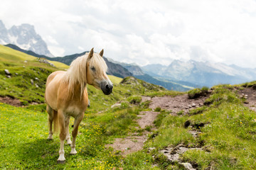 Fototapeta na wymiar Horse in the Italian alpine environment