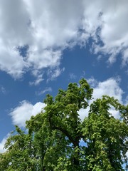 tree and sky