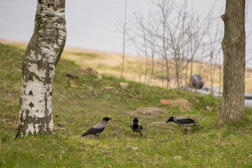 magpies gathered on the grass of the riverbank