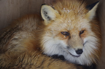 Fototapeta premium 狐