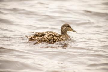 wild ducks swim and bathe in the river