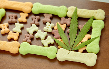 Dog treats close-up and cannabis leaves, CBD and medical marijuana for pets concept. Biscuits for pets with cannabis content CBD cannabidiol