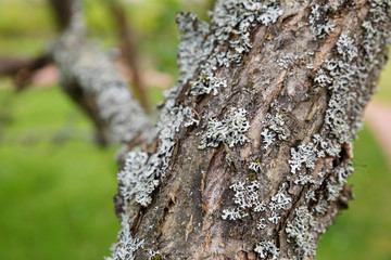 Lichen on apple tree