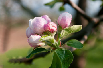 Apple tree flower, close up, spring time blooming.