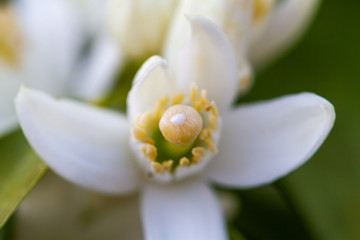 Macro image of white flowersof the blossom of potted lemon tree (Citrus limon)