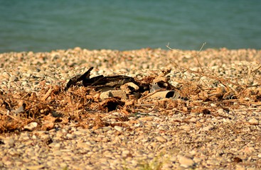 trash on the beach. black packets and sticks of trees. image this selective focus 