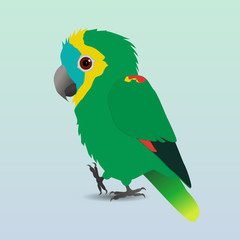 
A digital vector drawing of a cute Turquoise-fronted amazon parrot. He is holding one paw up
