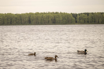 wild ducks swim and bathe in the river