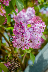 Bright spring photo of blooming lilac with blurry background.