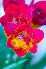 Close-up of red and yellow freesia flowering plants in natural light