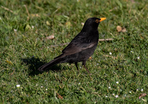 Amsel auf einer Wiese in einem Park im Morgenlicht