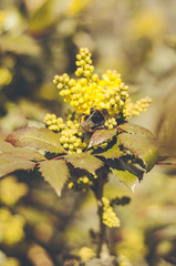 Shaggy bumblebee pollinates flowers of mahonia.