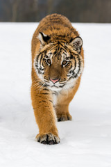 Siberian Tiger running in snow. Beautiful, dynamic and powerful photo of this majestic animal. Set in environment typical for this amazing animal. Birches and meadows