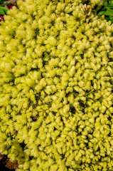 
Background from evergreen flowering plant.