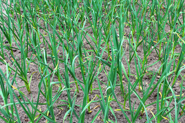 Green garlic sprouts on the bed in spring. 
