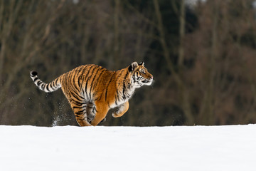 Siberian Tiger running in snow. Beautiful, dynamic and powerful photo of this majestic animal. Set in environment typical for this amazing animal. Birches and meadows