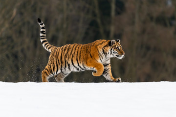 Siberian Tiger running in snow. Beautiful, dynamic and powerful photo of this majestic animal. Set in environment typical for this amazing animal. Birches and meadows