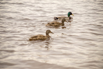 wild ducks swim and bathe in the river