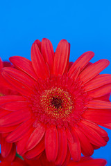 Bouquet of orange gerbera in natural light