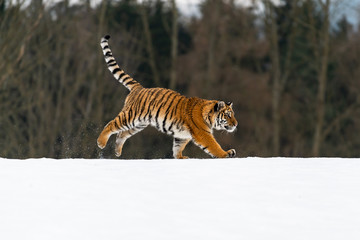 Obraz premium Siberian Tiger running in snow. Beautiful, dynamic and powerful photo of this majestic animal. Set in environment typical for this amazing animal. Birches and meadows
