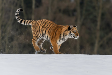Fototapeta premium Tygrys syberyjski w śniegu. Piękne, dynamiczne i mocne zdjęcie tego majestatycznego zwierzęcia. Osadzone w środowisku typowym dla tego niesamowitego zwierzęcia. Brzozy i łąki