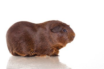 Guinea pig agouti short-haired breed on white isolated background