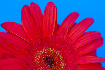 Bouquet of orange gerbera in natural light