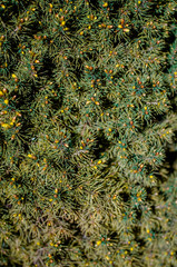 Evergreen background with cones.
