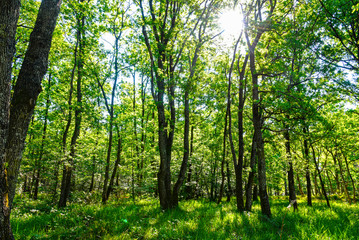 fontainebleau forest