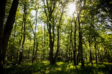 Fototapeta premium fontainebleau forest