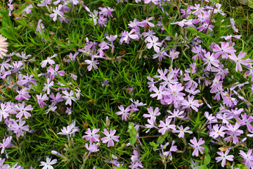 Purple wildflowers as the background image.