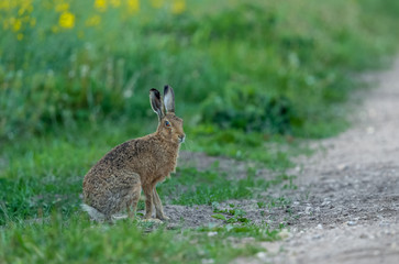 Hare, Close up of a Brown or European hare (Scientific name: Lepus europaeus) sat alert at the edge of an arable field, facing right. Blurred background. Horizontal.  Space for copy.