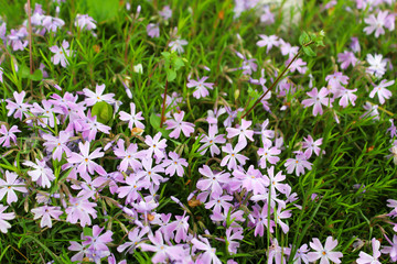 Purple wildflowers as the background image.