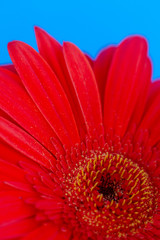 Bouquet of orange gerbera in natural light