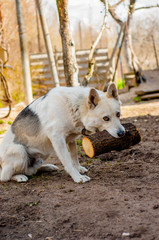 Siberian husky builds a house of logs.