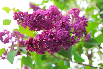 Purple lilac flowers as background image. 