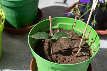 Softwood twigs in a pot, used as stem cuttings to propagate plants. Philadelphus or mock orange stem cuttings in a green vase with soil.