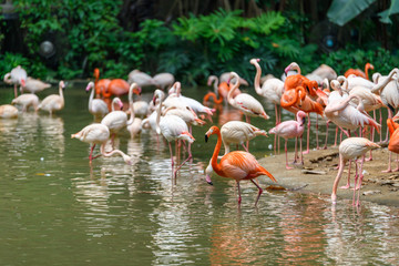 A group of flamingos live by the river