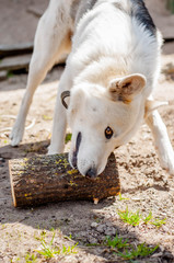 Siberian husky with a piercing gaze plays with a log.