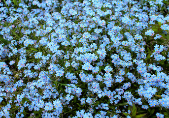 Blue wildflowers of forget-me-nots as a background image