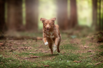 Fototapeta na wymiar Hundene i skoven