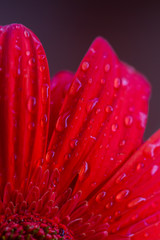Bouquet of orange gerbera in natural light