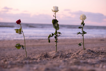 Funeral flower, lonely white and red rose flower at the beach, water background with copy space, burial at sea. Empty place for a text. Funeral symbol and Condolence card concept. Selective focus